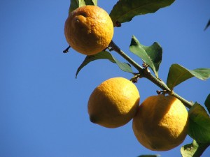 Lemon Tree: www.flickr.com/photos/99843959@N00/492379342 Unlike money, lemons do grown on trees.