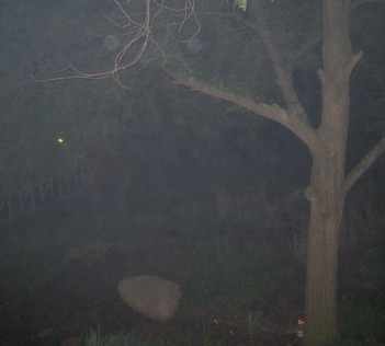 Merlin enjoying the cover of smoky fog from the 4th of July fireworks.