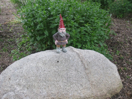 Merlin perched on a boulder in my garden - all is well.