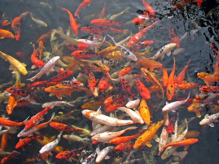 Carp2: www.flickr.com/photos/21404006@N00/355596542 Carp2: www.flickr.com/photos/21404006@N00/355596542