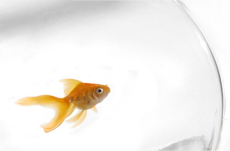 Goldfish: www.flickr.com/photos/97373666@N00/253323619 Goldfish: www.flickr.com/photos/97373666@N00/253323619