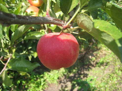 Apple-Tree1