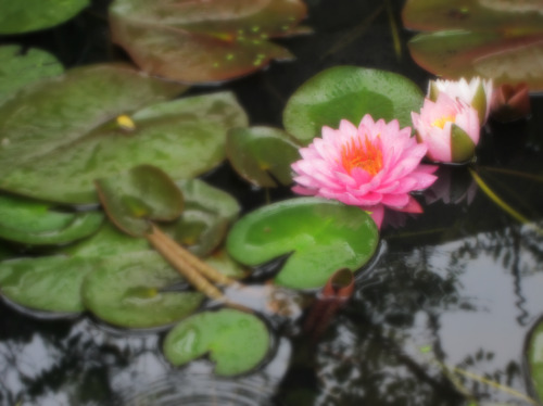 5.17.10 Water Lillies1