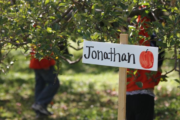 Jonathan apples