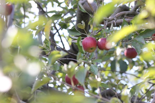 Apples in the tree