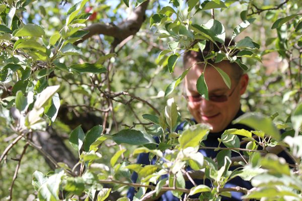 Husband apple picking